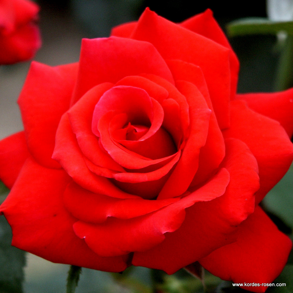Сорт розы Гранд Аморе