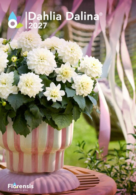 5_florensis_jurginai_2027