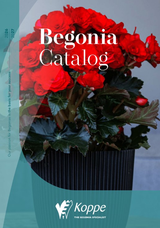 9_KOPPE_begonijos_2027